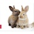 Коврик Speedlink SILK Mousepad, Rabbit (SL-6242-RABBIT)