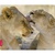 Коврик Speedlink SILK Mousepad, Lion (SL-6242-LION)
